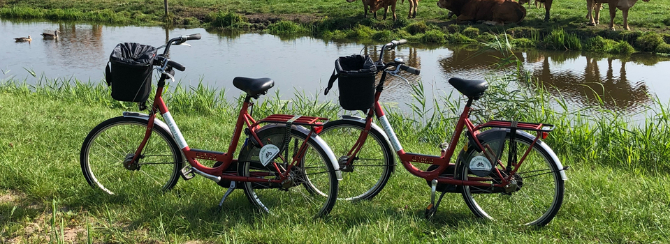 Fietsen en koeien