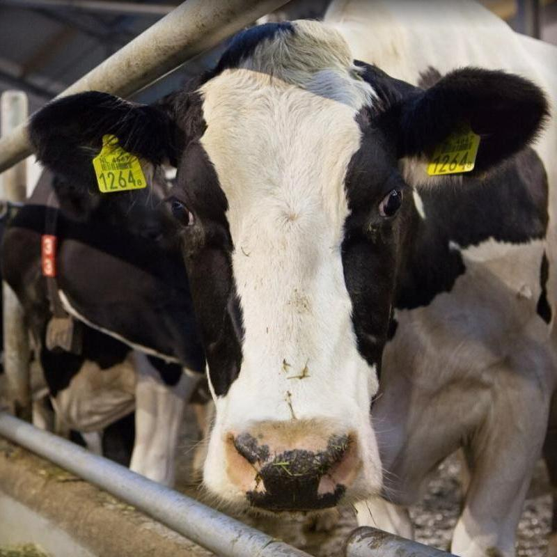 Boerderij Het Lansingerland