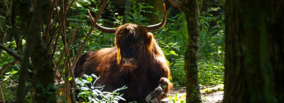 Schotse Hooglander Lage Bergse Bos