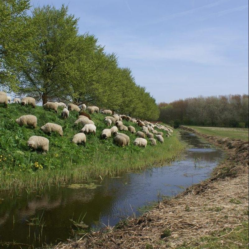 Nessebos schapen